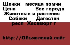 Щенки 4 месяца-помчи › Цена ­ 5 000 - Все города Животные и растения » Собаки   . Дагестан респ.,Хасавюрт г.